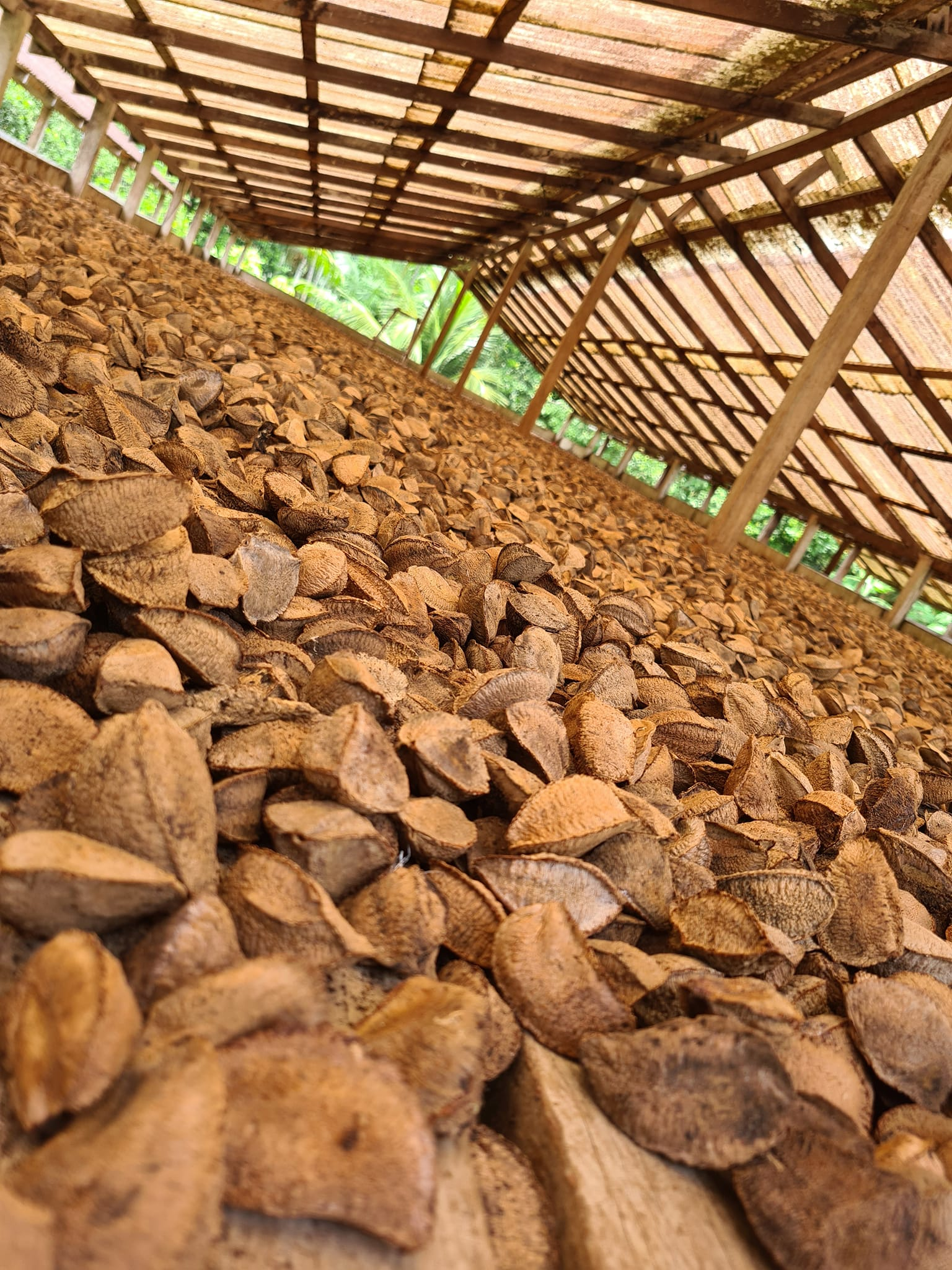 Produção de Castanha APROCAM